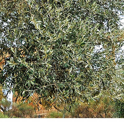 Agrigento