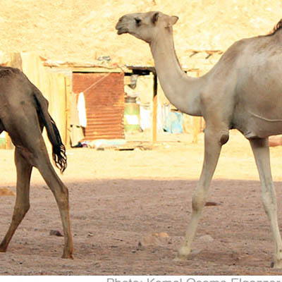 Nuweiba