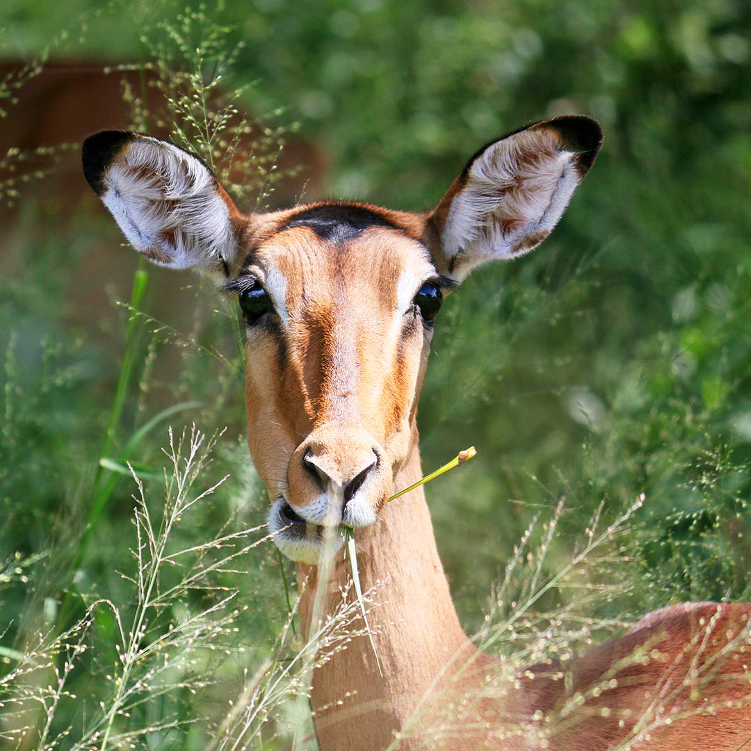 Kruger nationalpark