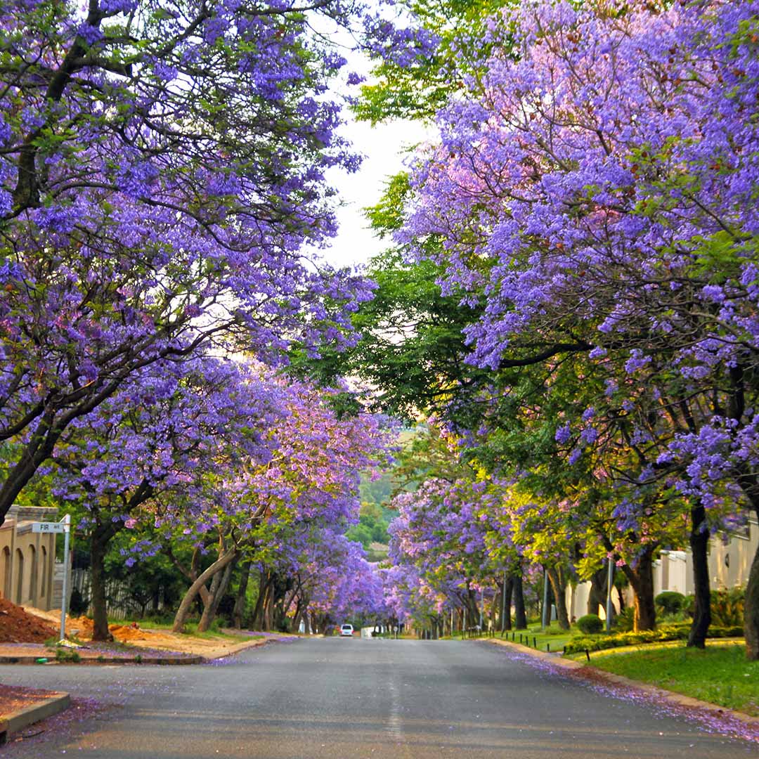 Pretoria